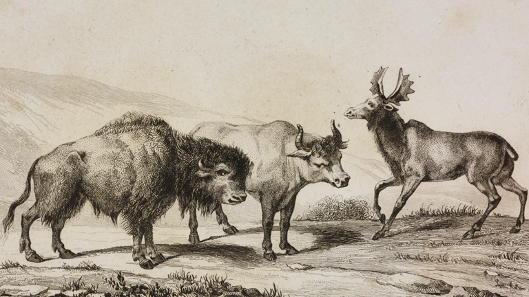 What were aurochs? The prehistoric creatures that once roamed