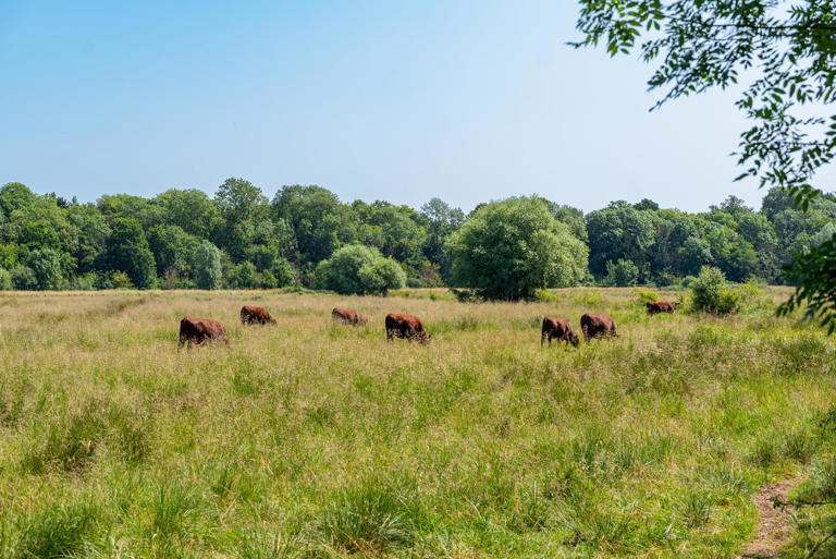 Royal honour for Peterborough's Nene Park Trust as it wins King's Award ...