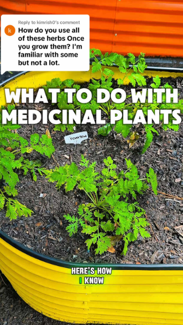 How to grow a medicinal herb garden at home