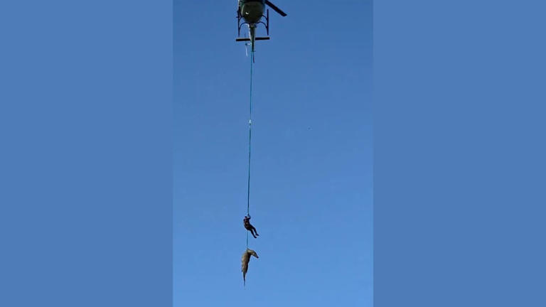 South African police airlift massive crocodile suspected of eating ...
