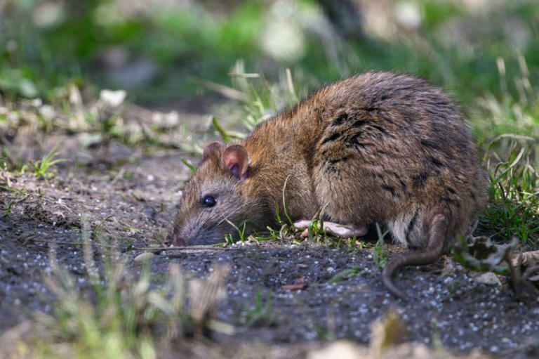 Irish expert on how to keep rats out of your garden for good