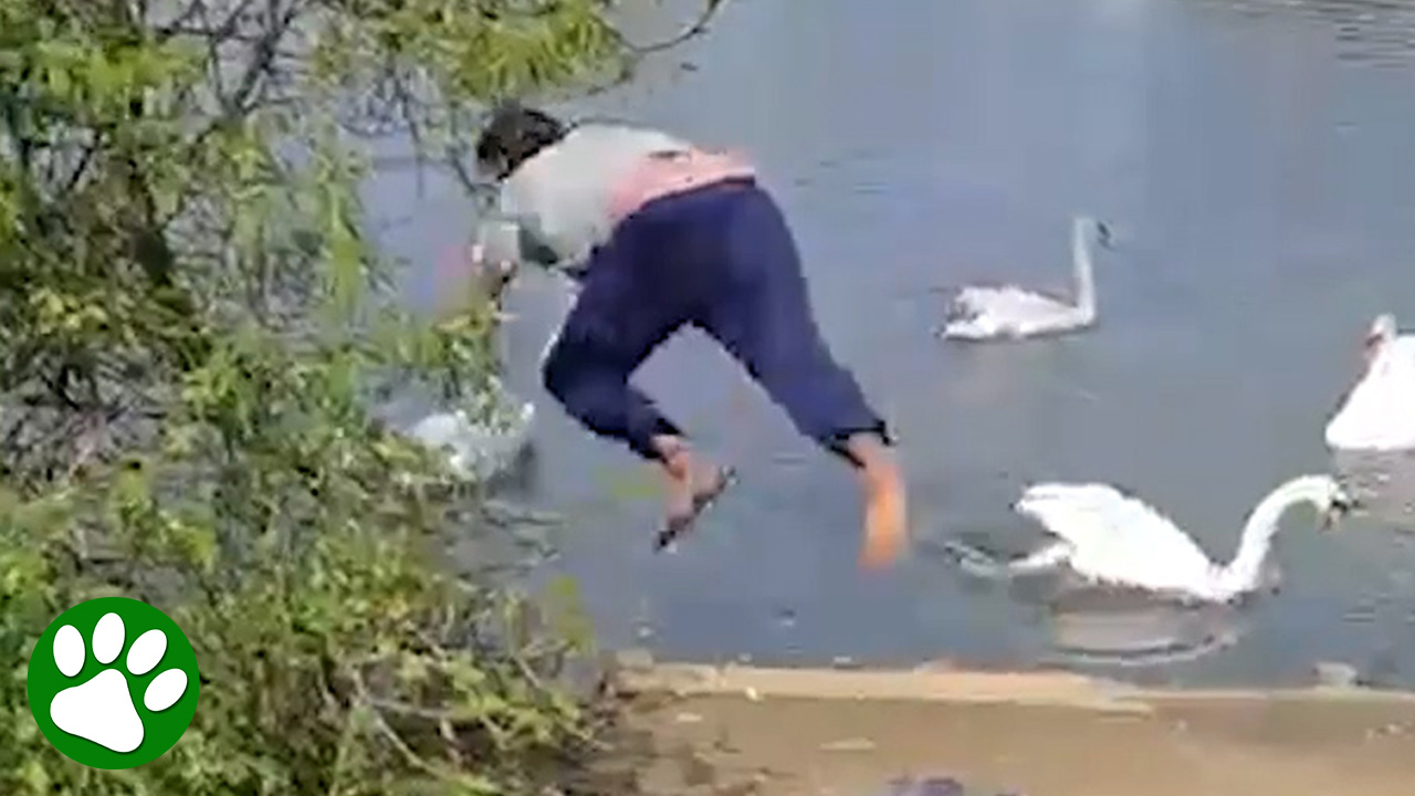 Everyone else backed away, then one stranger did the unthinkable 🦢😳