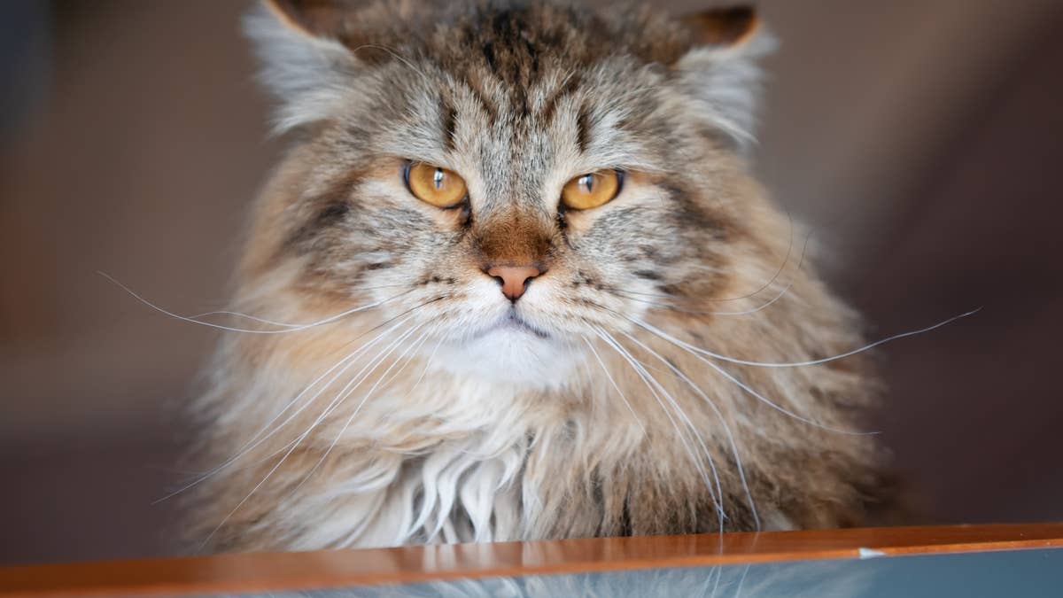 Viral Siberian cat's 'fire chaos drop' has everyone cracking up