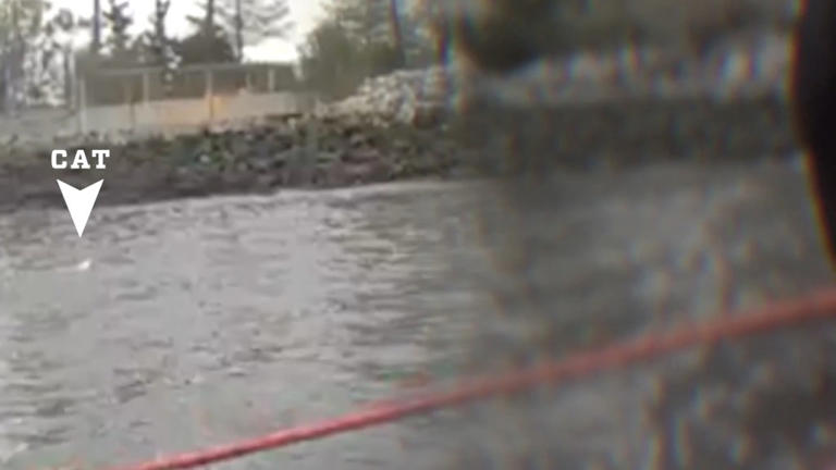 NYPD rescues woman, cat stranded in East River under Brooklyn Bridge: video