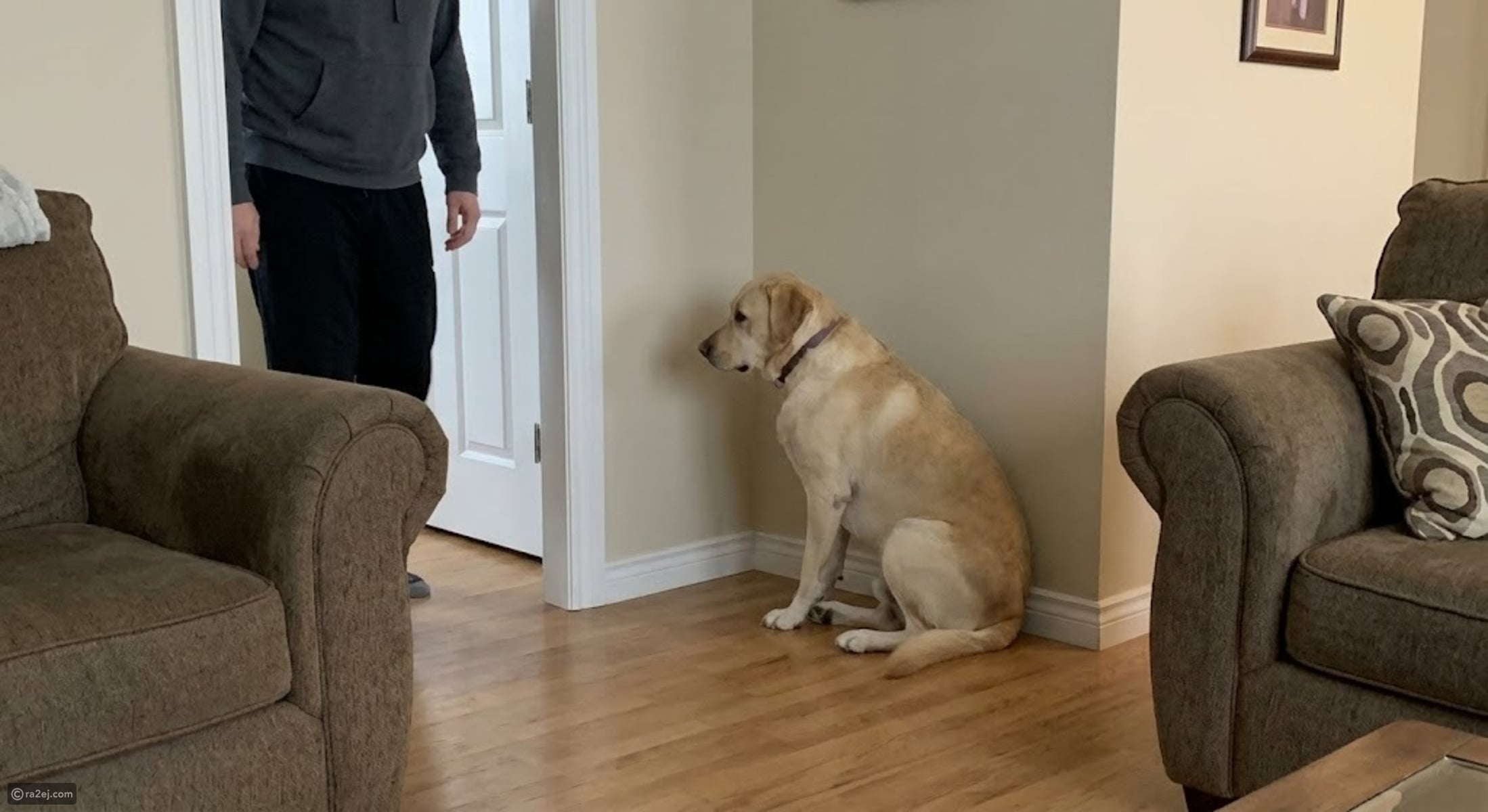 These behaviors indicate that your dog is unhappy with you