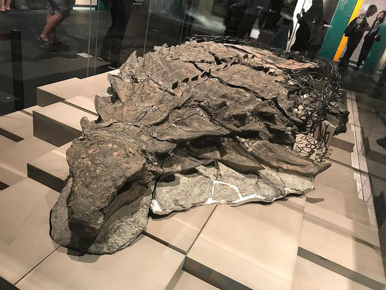 Los paleontólogos no dan crédito: encuentran un fósil de dinosaurio de ...