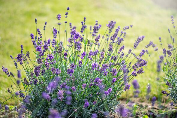 Stop lavender becoming 'leggy' this summer with 1 important task done ...