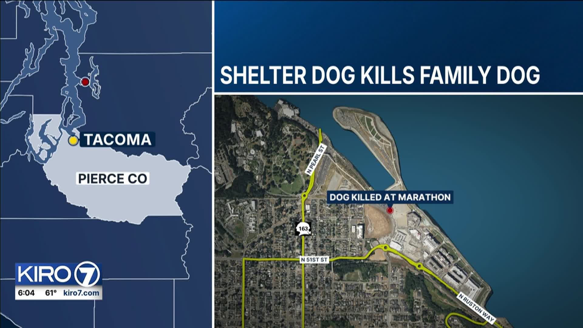 Police: Dog attacked, killed at Tacoma City Marathon by Tacoma Humane ...