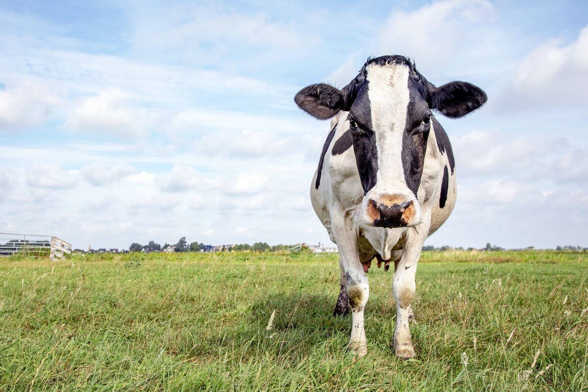 Possessive cow hilariously 'protects' her human mom from farm dog in ...