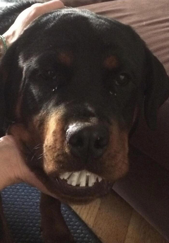 59 times people managed to capture their pets in the middle of a heist