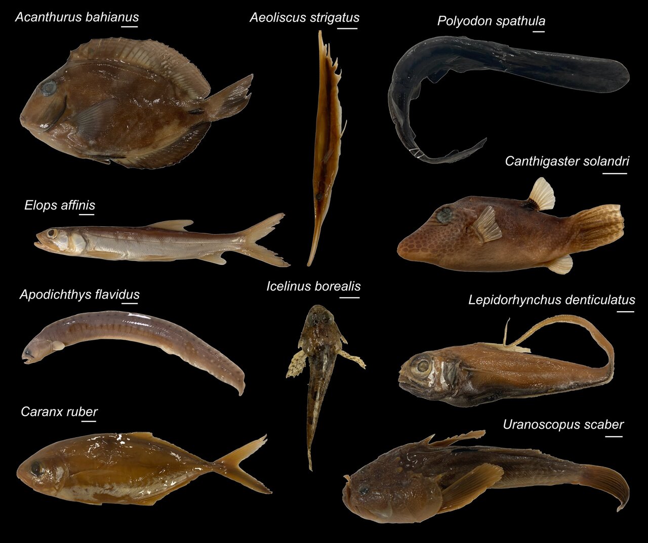 A skull full of surprises: Discovering the evolutionary secrets of fish ...
