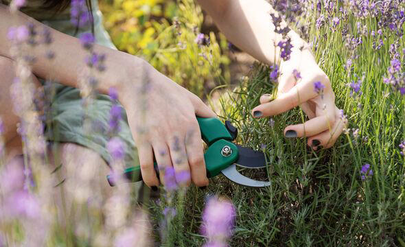 Stop lavender becoming 'leggy' this summer with 1 important task done ...