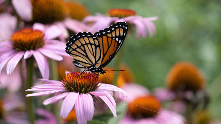7 flower varieties that will attract butterflies to your garden