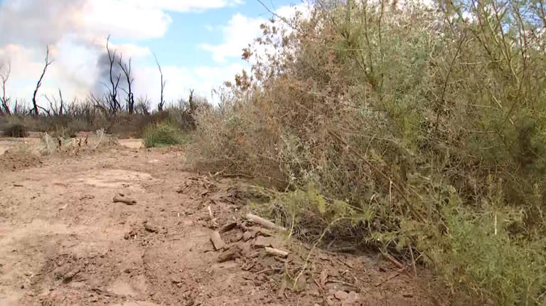 Salt cedar trees create challenges for crews battling Hazen Fire near ...