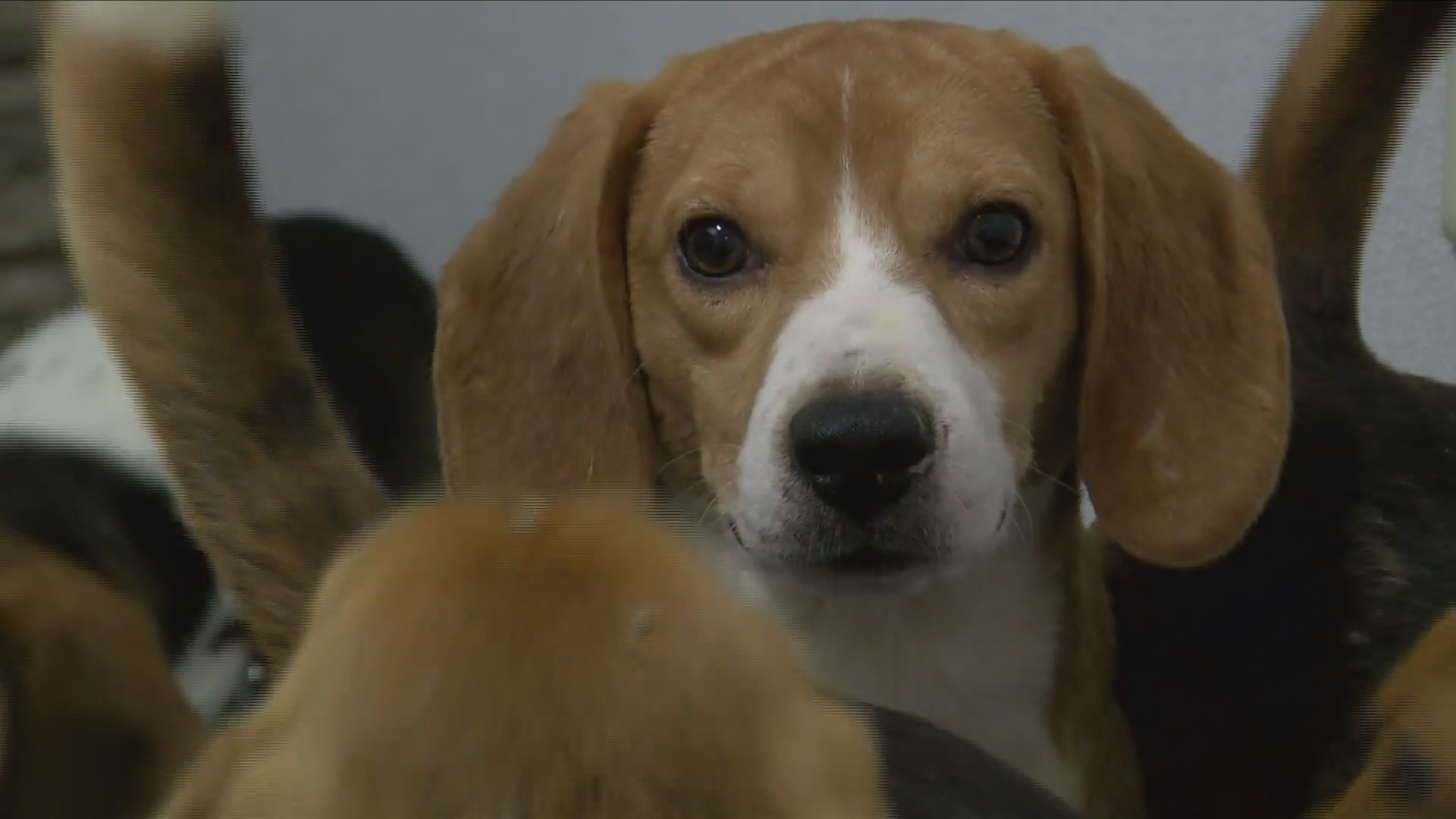 QCA shelter helps in nation-wide beagle rescue