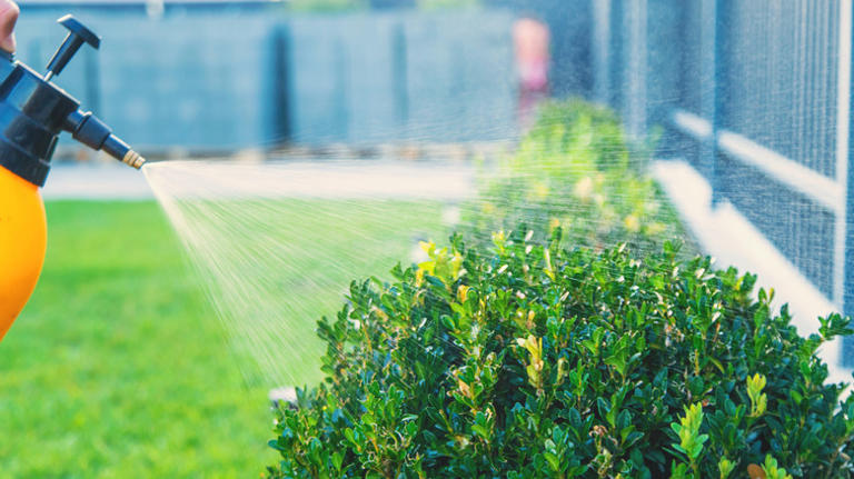 Ditch the chemicals for an all-natural pest control solution that's ...