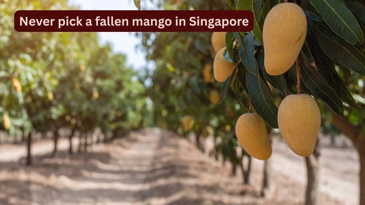 Never pick a fallen mango in Singapore or this could happen; what first ...