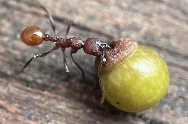 8-year-old boy's backyard discovery challenges scientific understanding ...