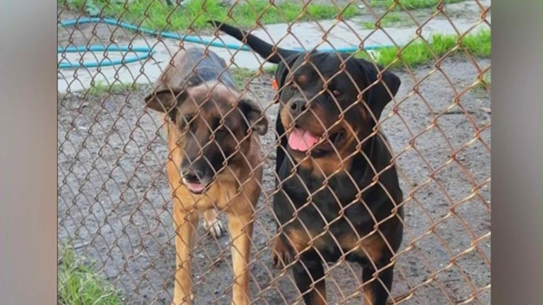 Owner outraged after deputy shoots and kills his dog in California backyard