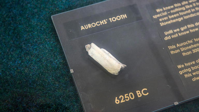 What were aurochs? The prehistoric creatures that once roamed