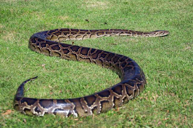 Florida's Burmese pythons are starting to move north, experts warn