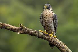 Which is the fastest bird in the world?