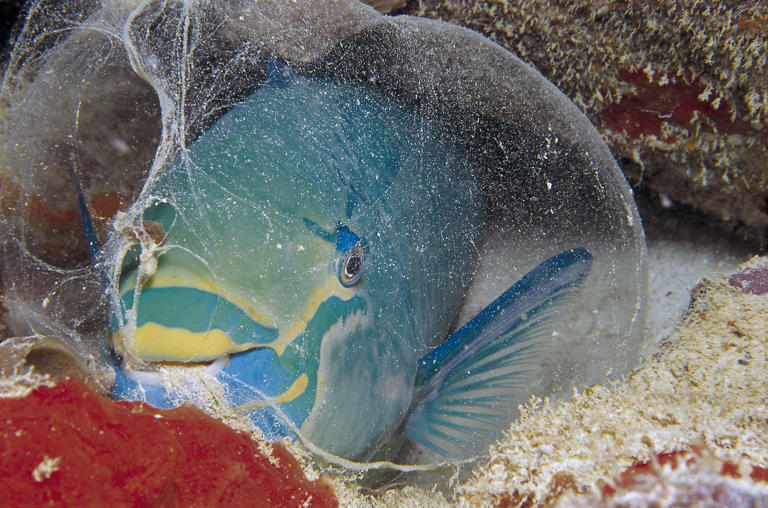 Quokka, quahog, quetzal... 9 amazing animals beginning with 'Q'