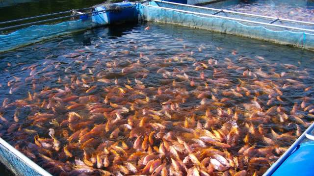 Equivalent to raw sewage from 20 million people, fish farm sludge ...