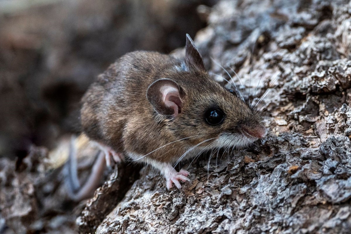 Hantavirus: What are the symptoms and how does it spread?