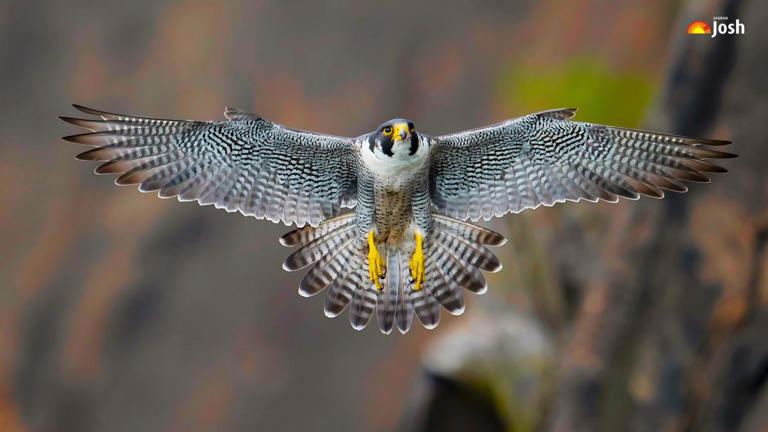 Which is the fastest bird in the world?