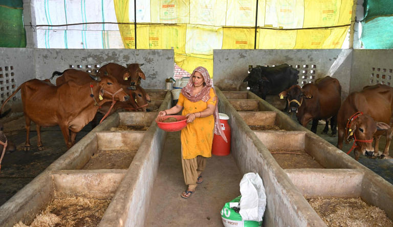 A villager carries cow dung from her cattle stable to a biogas plant in Uttar Pradesh's Bulandshahr district. Photo: AFP