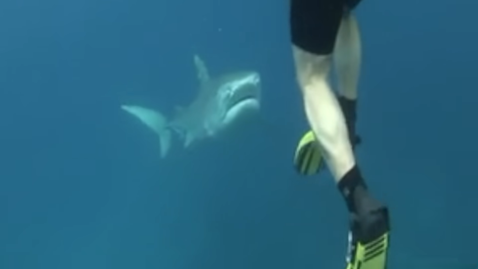Do problem sharks really exist in the ocean?