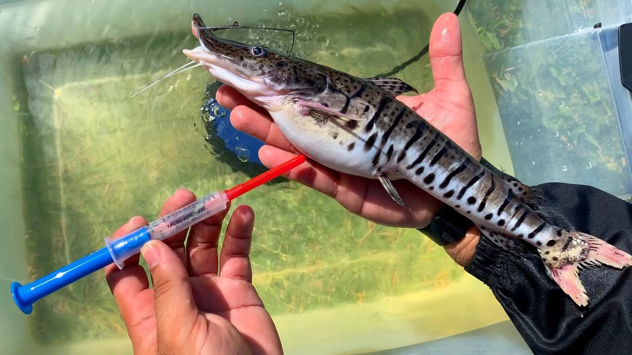 This pet fish went from tank to operating table