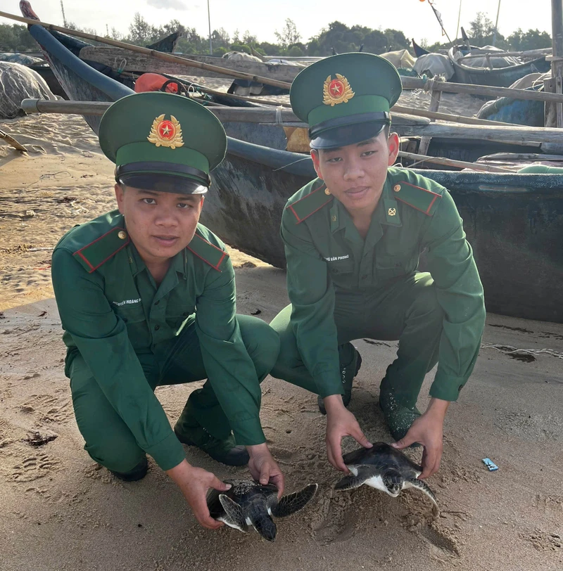 Hai cá thể rùa biển mắc lưới ngư dân