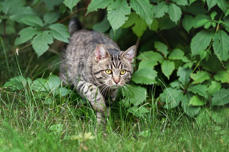 Stop cats pooing in your garden with 4 natural deterrents