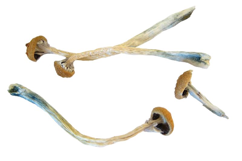 Health rounds: Researchers gain new insight into how psychedelics ...