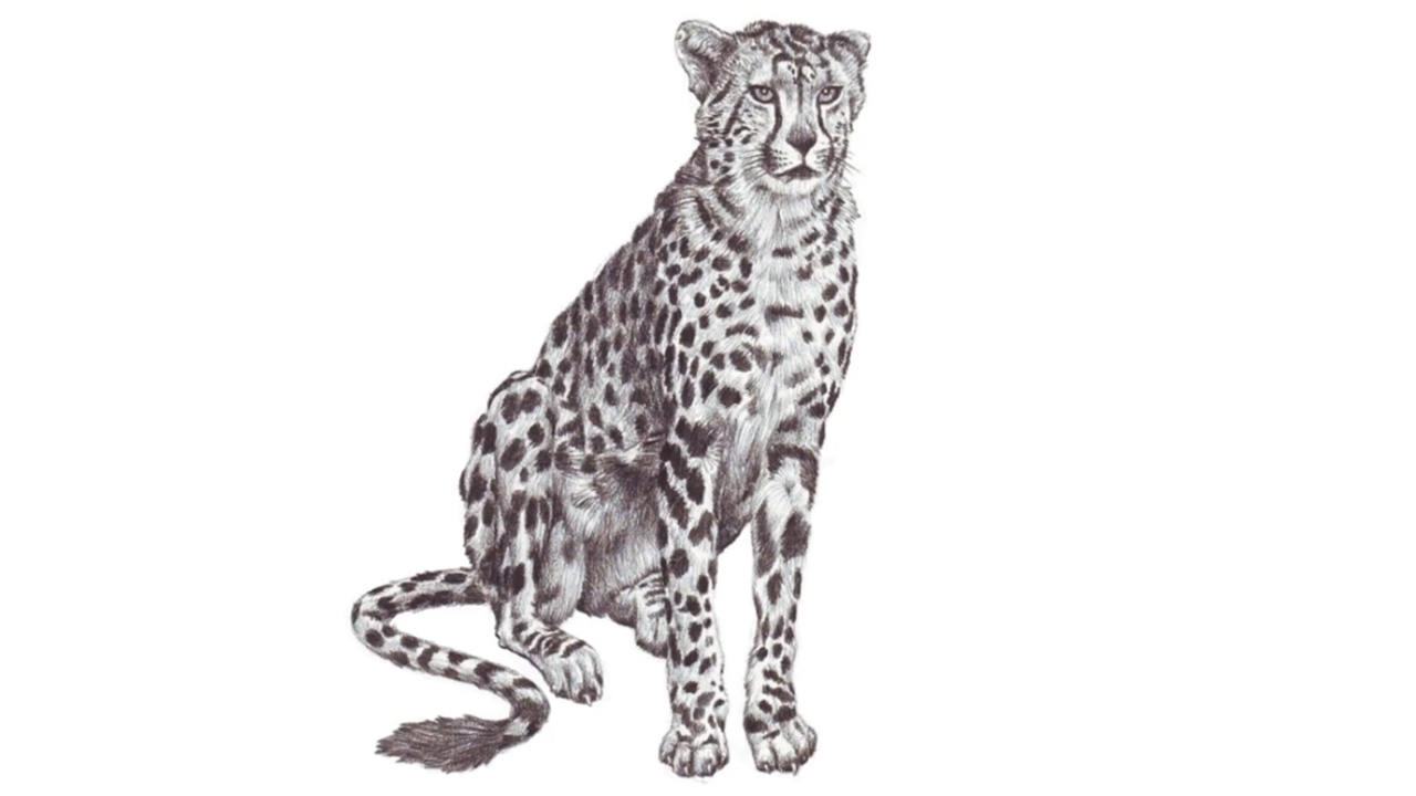 Master drawing a cheetah with realistic anatomy and dynamic poses in ...