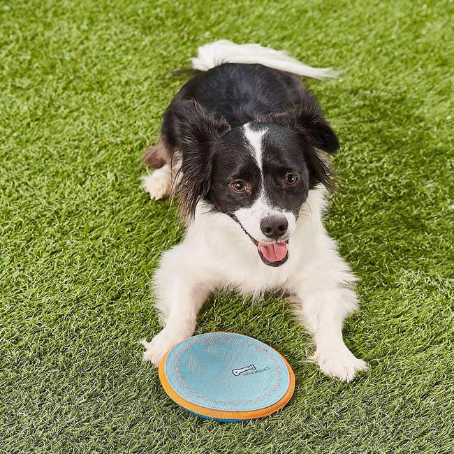 27 fun gift ideas from Chewy that Santa may want to start perusing now