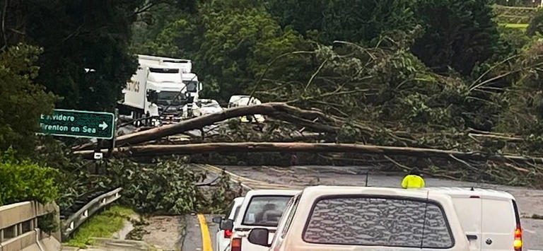 Woman killed after tree falls onto car in Knysna storm