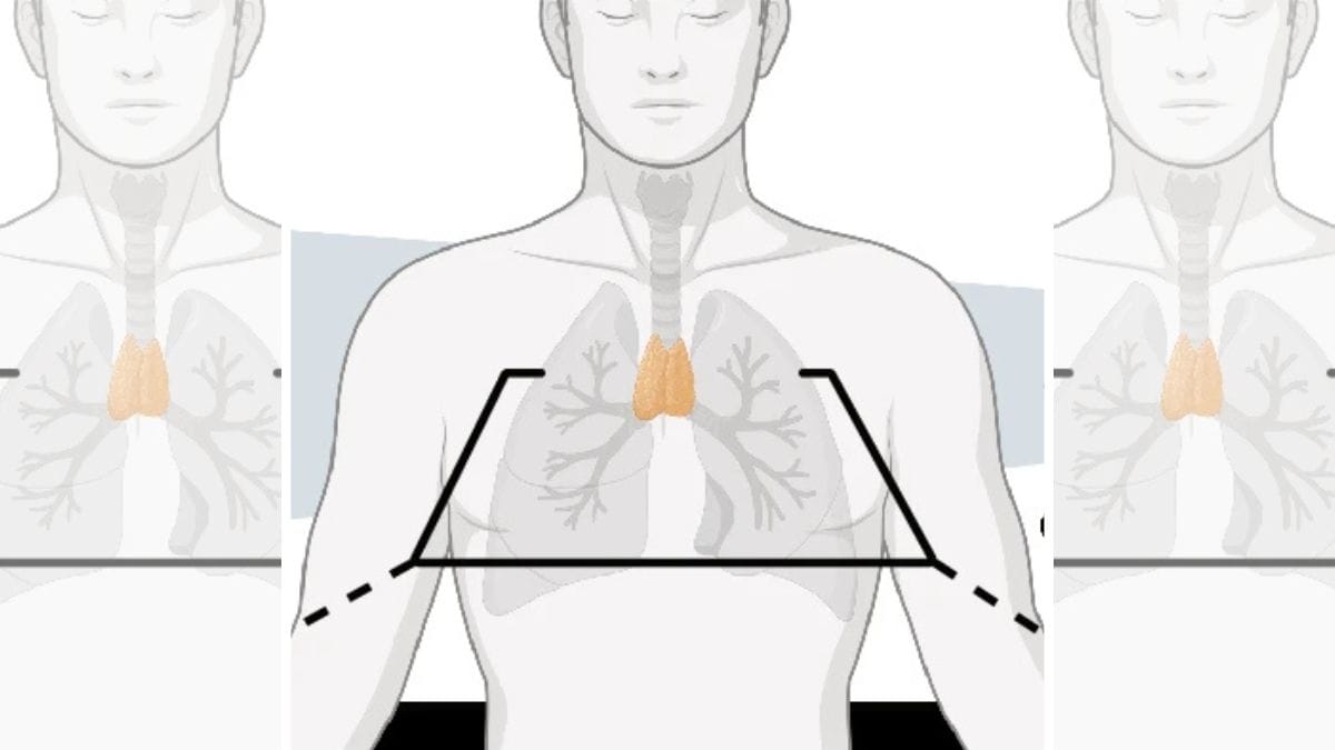 This tiny 'mysterious organ' is no useless lump. 2 global studies link ...