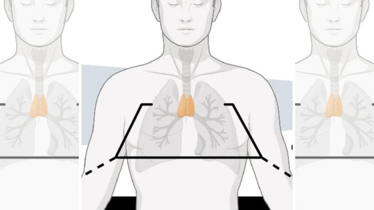 This tiny 'mysterious organ' is no useless lump. 2 global studies link ...