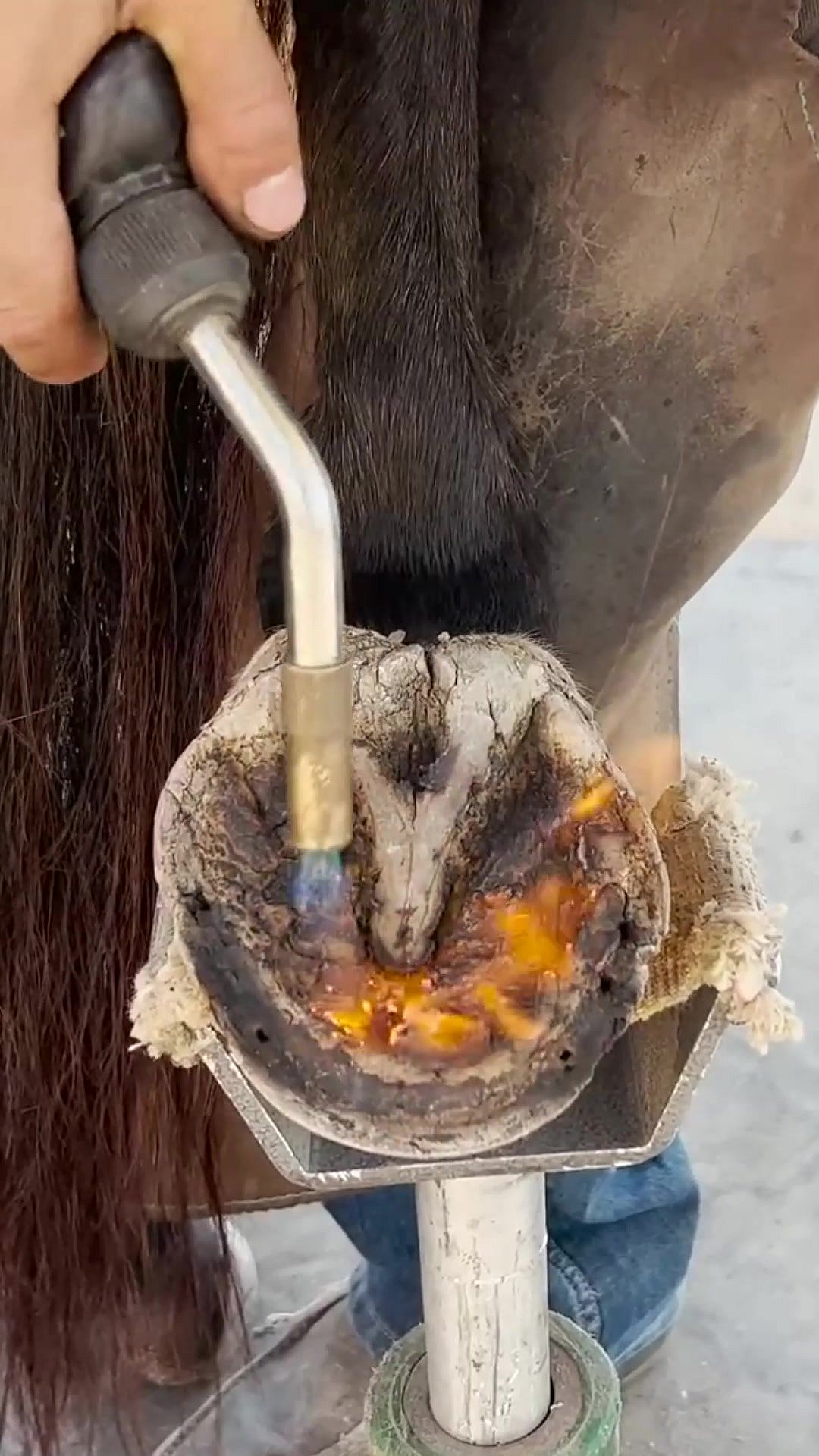 Taking care of this horse with proper hoof and horseshoe maintenance