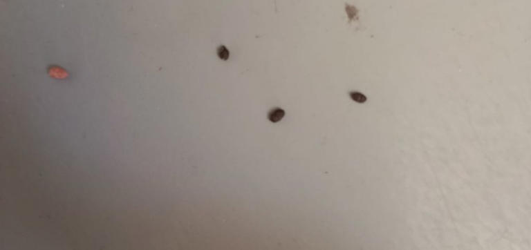Messina, “escrementi di topi alla scuola Leopardi”