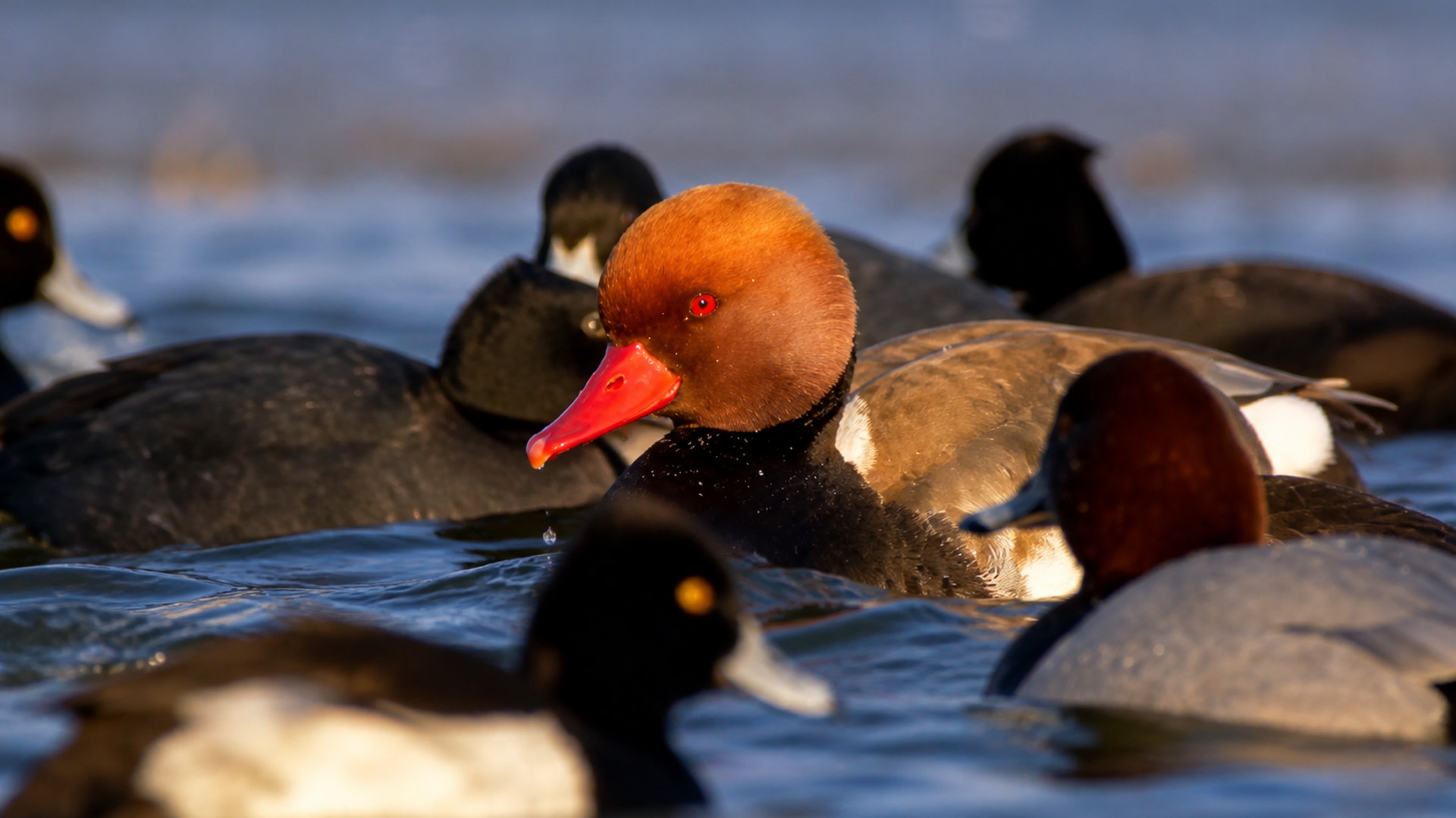 A bright-beaked duck stood out in this calm water scene