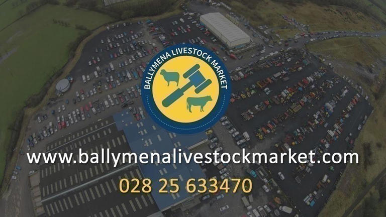 Beef cows selling to £3924 at Ballymena Mart