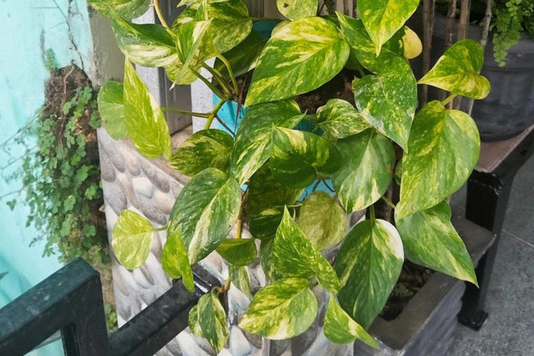 angel wing philodendron Angel Wing Begonia 'Sinbad Pink