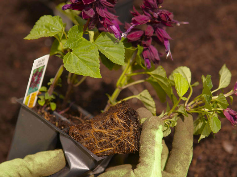 How long new garden plants can stay in their pots after you bring them home