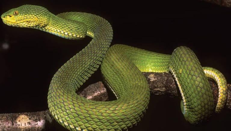 Nova víbora descoberta desafia cientistas e confunde a classificação das espécies. Crédito: Wolfgang Wüster, CC BY-SA 4.0