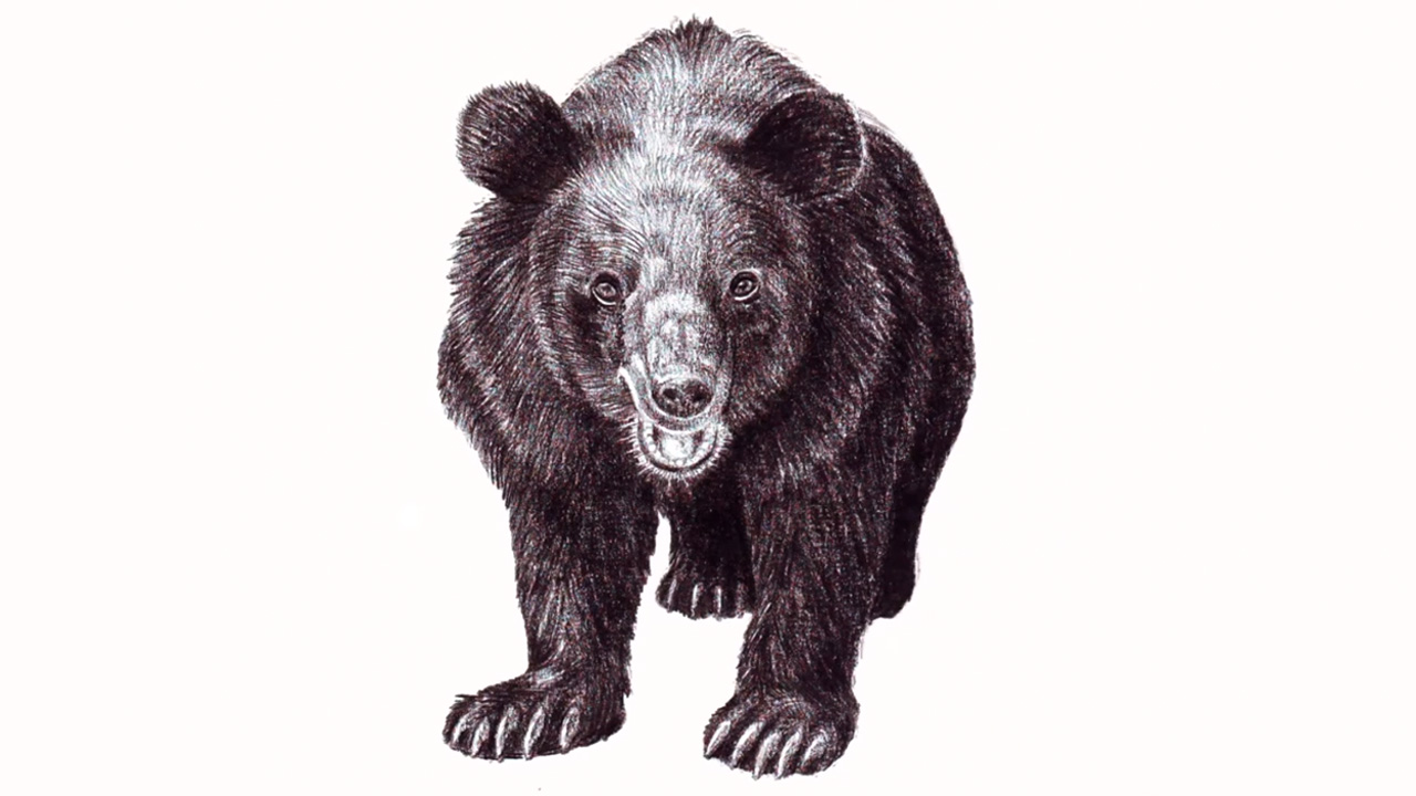 Drawing a black bear made easy: Capture its strength, fur texture, and ...