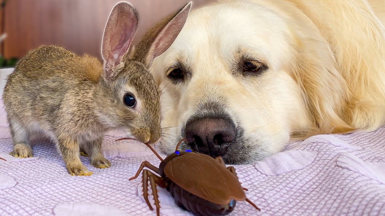 Baby bunnies and golden retriever vs. cockroaches